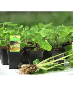 Wasabi -Gartenbedarf Geschäft 20120718 WE MO 001 Wasabi Gs kleine Planzen 03