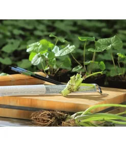 Wasabi -Gartenbedarf Geschäft 20120718 WE MO 002 Wasabi Gs Reibe Matte Totale