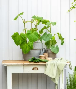 Mini Schlangengurke -Gartenbedarf Geschäft 20200717 8842643 WE MO 002 CucurbitaePepoZucchiniGruen 2021 GC13 01