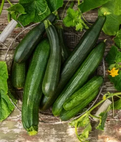 Mini Schlangengurke -Gartenbedarf Geschäft 20200722 8830747 8831000 WE MO 001 GurkeEtikett