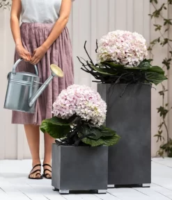 Bauern-Hortensie 'Avantgarde', Blau 5 Bauern-Hortensie 'Avantgarde', Blau -Gartenbedarf Geschäft 20210415 7220155 WE MO 001 HortensieAvantgarde BL08 2022 04