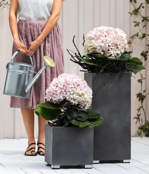 Bauern-Hortensie 'Avantgarde', Blau 3 Bauern-Hortensie 'Avantgarde', Blau – Bild 3