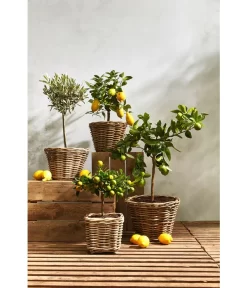 Rattan-Topf, Rund, Grau-braun -Gartenbedarf Geschäft 3679347 3679362 3679578 WE MO 021 RattanTopfrundbraun