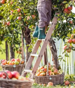 Van Der Leeden Rattan-Korb Mit Henkel, Oval, Braun 8 Van Der Leeden Rattan-Korb Mit Henkel, Oval, Braun -Gartenbedarf Geschäft 3679743 3683786 WE MO 001 RattanKorbmitHenkelovalbraun