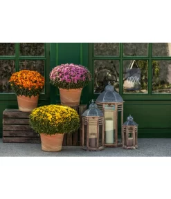 Spang Terrakotta-Topf Toscana, Rund -Gartenbedarf Geschäft 3697612 WE MO 003 TerrakottaTopfToscana