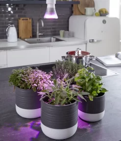 Venso LED-Pflanzenlampe Cultura, 6 W -Gartenbedarf Geschäft 4179503 WE MO 002 PflanzenlampeCultura6W2