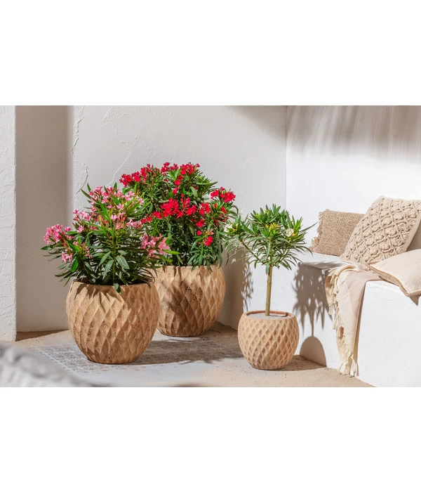 Dehner Terrakotta-Topf Imperia, Rund, Antik-terrakotta 2 Dehner Terrakotta-Topf Imperia, Rund, Antik-terrakotta – Bild 2