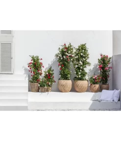 Dehner Terrakotta-Topf Imperia, Rund, Antik-terrakotta 11 Dehner Terrakotta-Topf Imperia, Rund, Antik-terrakotta -Gartenbedarf Geschäft 4272639 4272670 WE MO 005 DehnerTerrakottaTopf