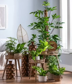 Dehner Keramik-Übertopf Elias, Bauchig, Braun -Gartenbedarf Geschäft 4448270 WE MO 002 EvergreensScheffleraElias