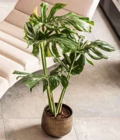 Dehner Keramik-Übertopf Mathea, Bauchig, Gold/braun -Gartenbedarf Geschäft 4450722 WE MO 001 TopfMatheaGold Raritaeten 2022