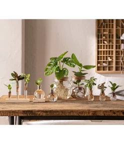 Waterplant Balsamapfel Im Kugelglas - Clusia Rosea 'Princess', Mit LED -Gartenbedarf Geschäft 6125066 WE MO 001 WaterPlants