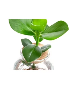 Waterplant Balsamapfel Im Kugelglas - Clusia Rosea 'Princess', Ca. 30 Cm -Gartenbedarf Geschäft 6125082 WE DE 001 WaterPlantsClusia12cm