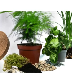 Flaschengarten DIY-Set Grüne Oase, 8-teilig, Ca. Ø26/H35 Cm 6 Flaschengarten DIY-Set Grüne Oase, 8-teilig, Ca. Ø26/H35 Cm -Gartenbedarf Geschäft 6171300 WE DE 001 FlaschengartenGross