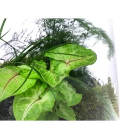 Flaschengarten DIY-Set Grüne Oase, 8-teilig, Ca. Ø26/H35 Cm 7 Flaschengarten DIY-Set Grüne Oase, 8-teilig, Ca. Ø26/H35 Cm -Gartenbedarf Geschäft 6171300 WE DE 002 FlaschengartenGross