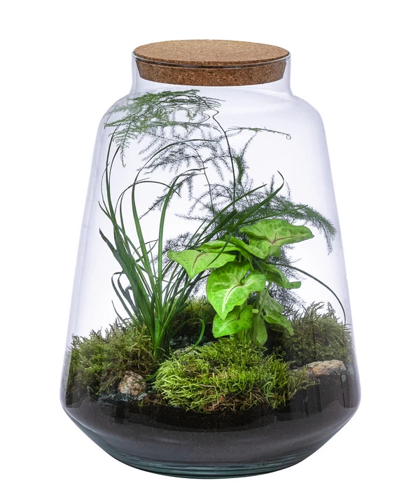 Flaschengarten DIY-Set Grüne Oase, 8-teilig, Ca. Ø26/H35 Cm 1 Flaschengarten DIY-Set Grüne Oase, 8-teilig, Ca. Ø26/H35 Cm