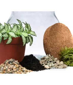Flaschengarten DIY-Set Fittonia, 6-teilig, Ca. Ø15/H18 Cm -Gartenbedarf Geschäft 6188510 WE DE 001 FlaschengartenKlein