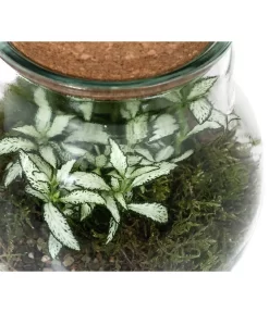 Flaschengarten DIY-Set Fittonia, 6-teilig, Ca. Ø15/H18 Cm -Gartenbedarf Geschäft 6188510 WE DE 002 FlaschengartenKlein