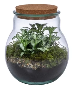 Flaschengarten DIY-Set Fittonia, 6-teilig, Ca. Ø15/H18 Cm