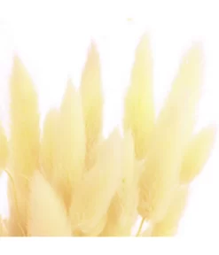 Trockenblumenbund Hasenschwanzgras, Gebleicht -Gartenbedarf Geschäft 6284087 PR DE 002 HasenschwanzgrasgebleichtBundDehnerExpressHerzig