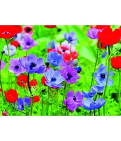 Dehner Blumenzwiebel 5 Monate Blütenpracht, 200 Stk. -Gartenbedarf Geschäft 6617286 WE MO 003 DehnerBlumenzwiebel5MonateBlumenpaket