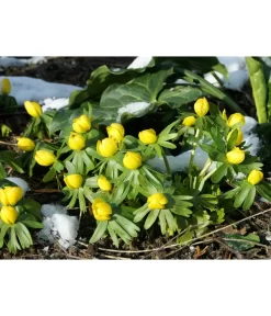 Dehner Blumenzwiebel 5 Monate Blütenpracht, 200 Stk. -Gartenbedarf Geschäft 6617286 WE MO 004 DehnerBlumenzwiebel5MonateBlumenpaket