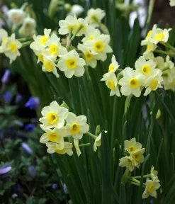 Dehner Blumenzwiebel 5 Monate Blütenpracht, 200 Stk. -Gartenbedarf Geschäft 6617286 WE MO 005 DehnerBlumenzwiebel5MonateBlumenpaket