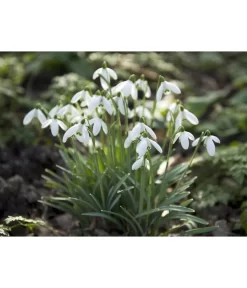 Dehner Blumenzwiebel 5 Monate Blütenpracht, 200 Stk. -Gartenbedarf Geschäft 6617286 WE MO 006 DehnerBlumenzwiebel5MonateBlumenpaket