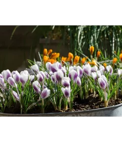 Dehner Blumenzwiebel 5 Monate Blütenpracht, 200 Stk. -Gartenbedarf Geschäft 6617286 WE MO 008 DehnerBlumenzwiebel5MonateBlumenpaket