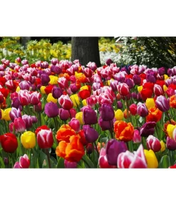 Dehner Blumenzwiebel 5 Monate Blütenpracht, 200 Stk. -Gartenbedarf Geschäft 6617286 WE MO 010 DehnerBlumenzwiebel5MonateBlumenpaket