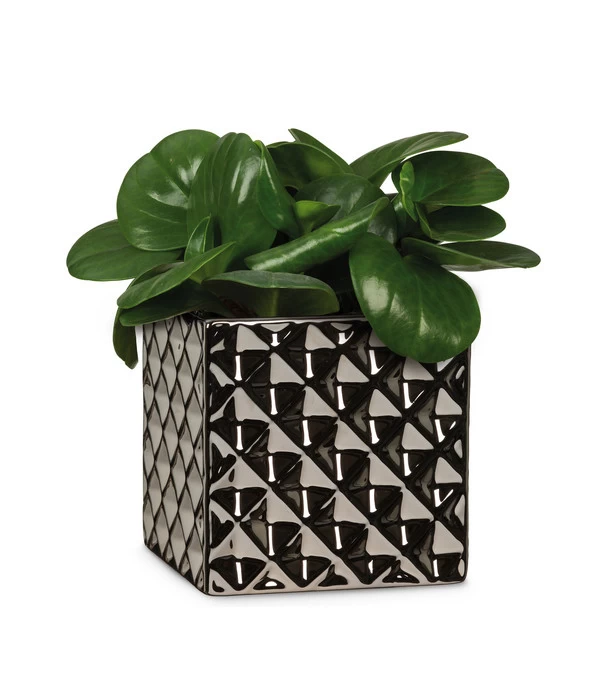 Scheurich Keramik-Übertopf Titanium, Quadratisch, Silber 3 Scheurich Keramik-Übertopf Titanium, Quadratisch, Silber – Bild 3