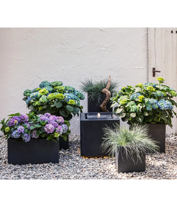 Blauschwingel 'Cool As Ice' 2 Blauschwingel 'Cool As Ice' – Bild 2