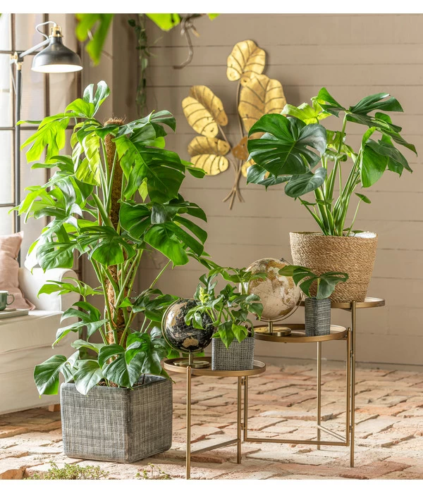 Fensterblatt - Monstera Deliciosa 2 Fensterblatt - Monstera Deliciosa – Bild 2