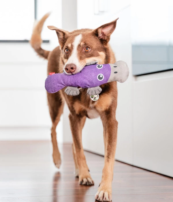 Red Dingo Hundespielzeug DURABLES Toys Schnabeltier 2 Red Dingo Hundespielzeug DURABLES Toys Schnabeltier – Bild 2