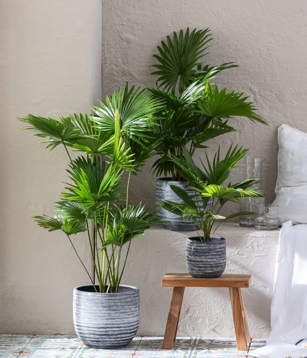 Dehner Keramik-Übertopf Mavie, Rund, Anthrazit 2 Dehner Keramik-Übertopf Mavie, Rund, Anthrazit – Bild 2