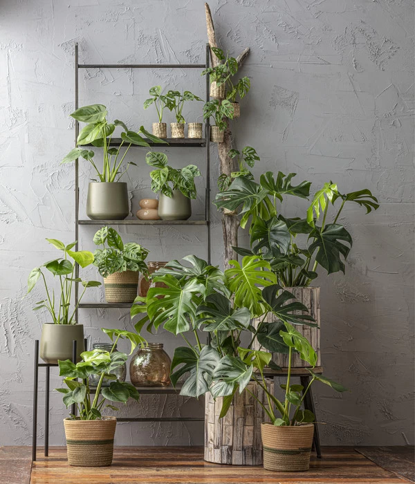 Fensterblatt - Monstera Deliciosa 3 Fensterblatt - Monstera Deliciosa – Bild 3