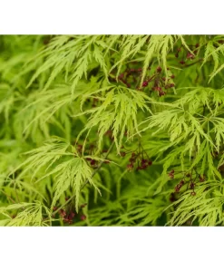 Grüner Schlitz-Ahorn 'Dissectum' -Gartenbedarf Geschäft 7017528 DE DE 001 AcerPalmatumDissectumSchlitzahorn