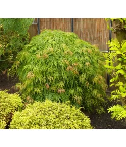 Grüner Schlitz-Ahorn 'Dissectum' -Gartenbedarf Geschäft 7017643 WE MO 002 AcerAhornDissectumViridisAllgreen