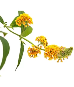 Gelber Sommerflieder 7 Gelber Sommerflieder -Gartenbedarf Geschäft 7078199 WE DE 001 BuddlejaGelbSommerflieder3LDehnerExpressHerzig