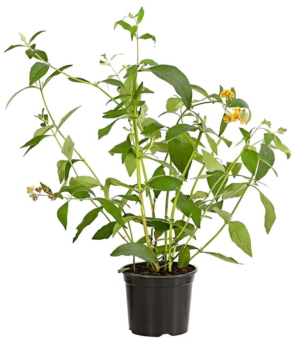 Gelber Sommerflieder 2 Gelber Sommerflieder – Bild 2