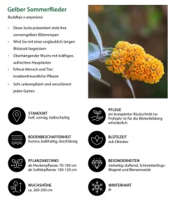 Gelber Sommerflieder 6 Gelber Sommerflieder -Gartenbedarf Geschäft 7078199 WE IG 001 GelberSommerflieder
