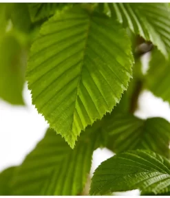 15 Meter Hainbuche, 60 X Ca. 150-175 Cm -Gartenbedarf Geschäft 7088883 WE DE 001 CarpinusBetulusHainbuche4LDehnerExpressZS