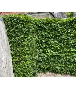 15 Meter Hainbuche, 60 X Ca. 150-175 Cm -Gartenbedarf Geschäft 7089188 WE MO 002 HainbuchenCarpinusBetulus2l