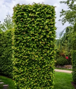 15 Meter Hainbuche, 60 X Ca. 150-175 Cm -Gartenbedarf Geschäft 7089188 WE MO Luckner Hecke CarpinusBetulusHainbuche