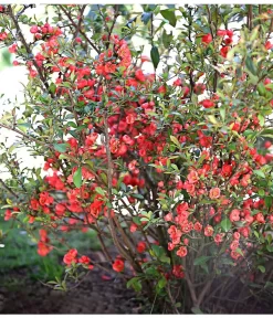 Zierquitte -Gartenbedarf Geschäft 7101900 PR MO 002 ChaeonomelesFriesdorferDehnerExpressHerzig