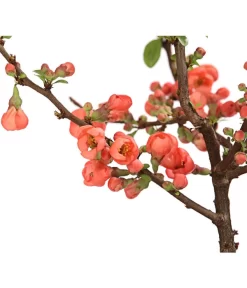 Zierquitte -Gartenbedarf Geschäft 7101900 WE DE 001 ZierquitteChaenomelesFriesdorferTyp3LDehnerExpressHerzig