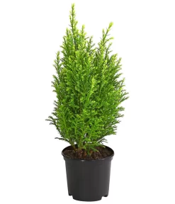 Scheinzypresse 'Snow White'