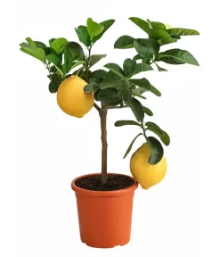Kaiserzitrone 'Lipo'