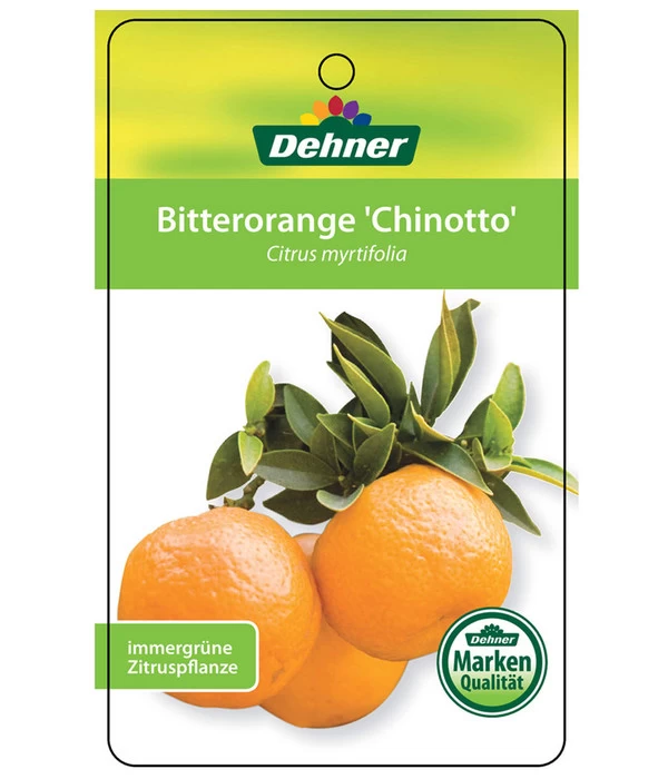 Bitterorange 'Chinotto' 4 Bitterorange 'Chinotto' – Bild 4