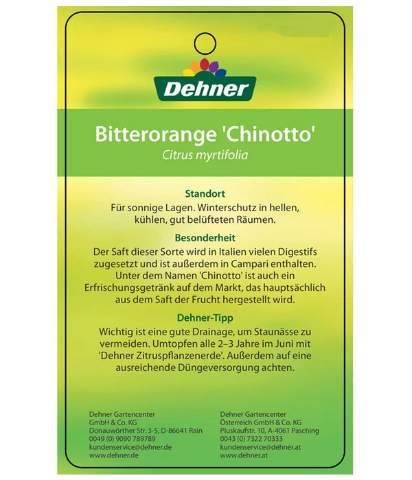 Bitterorange 'Chinotto' 5 Bitterorange 'Chinotto' – Bild 5