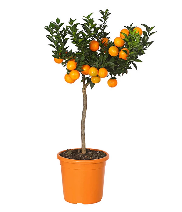 Bitterorange 'Chinotto' 1 Bitterorange 'Chinotto'